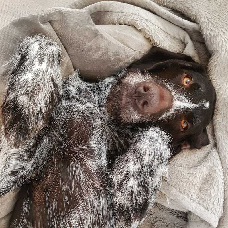 mouvement-canin-massotherapie-braque