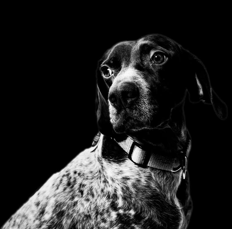 mouvement-canin-symptomes-inquietant